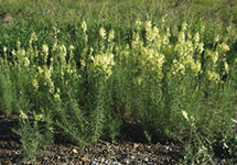 Yellow Toadflax Infestation 215x150