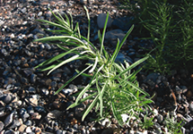 Yellow Toadflax Leaves Stem 215x150
