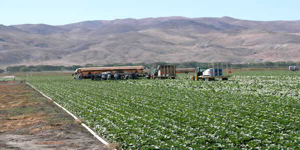 Organic Crop Harvesting