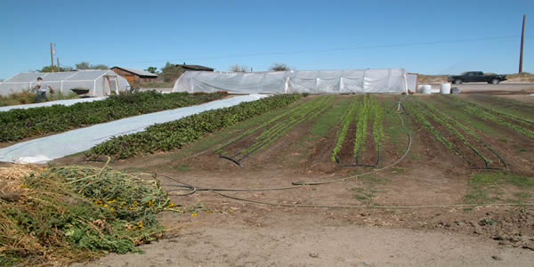 Organic row crops