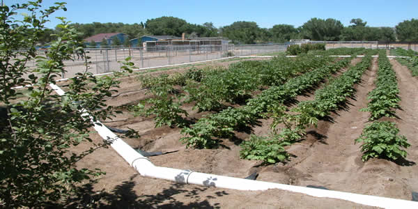 Organic Row Crops
