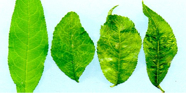 PPV Leaf Plum Pox Virus