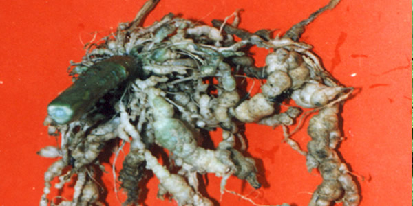 Root-Knot Disease