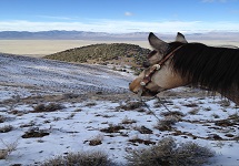 Nevada Winter Landscape