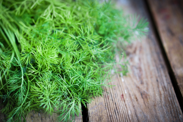 Photo of fresh dill on a table. 