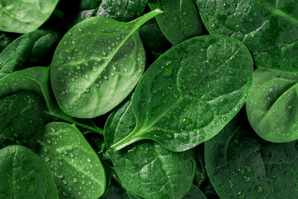 Close up photo of freshly washed spinach leaves.