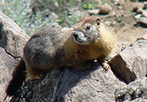 Marmots (Woodchucks, etc.)